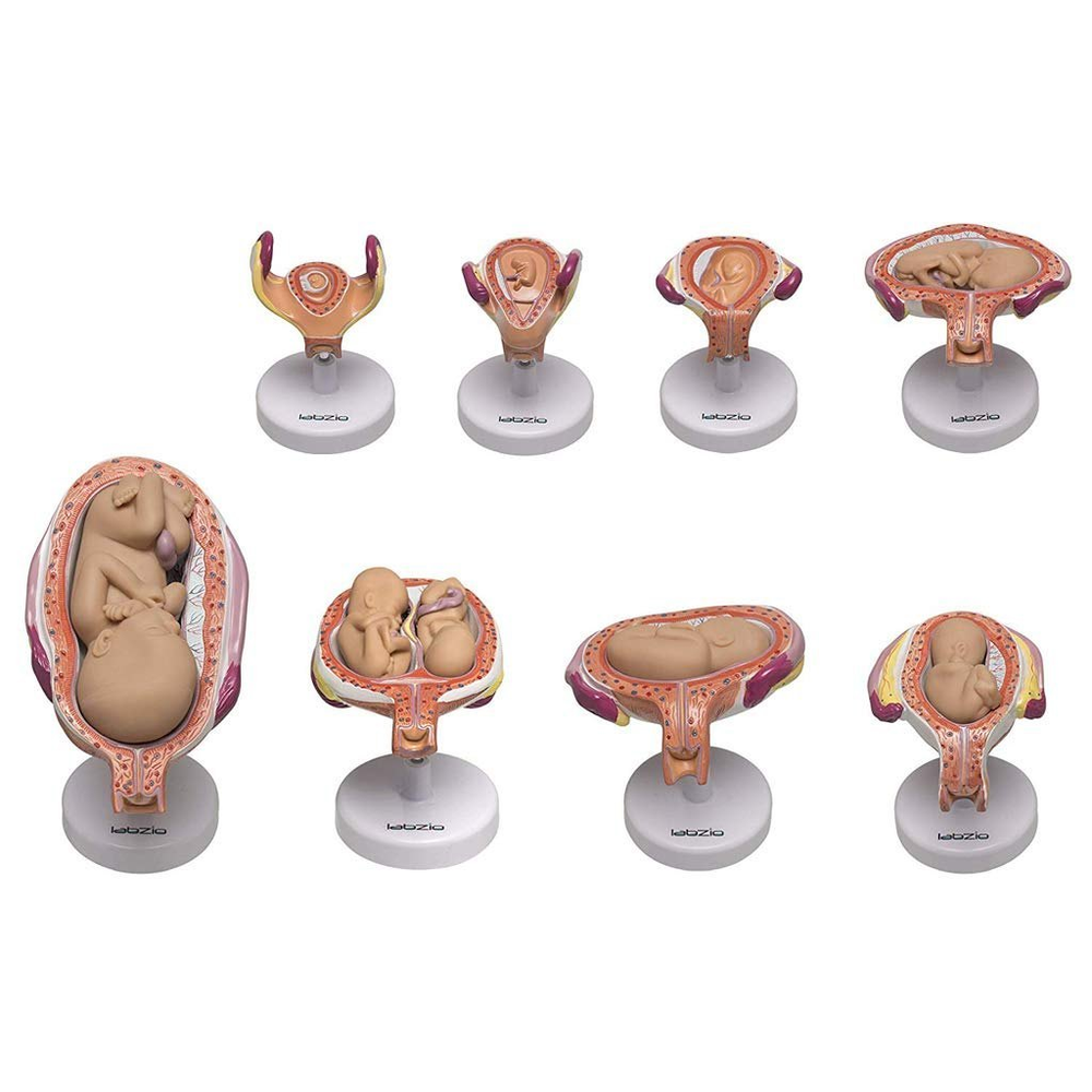 Cân nặng thai nhi thay đổi theo từng tuần