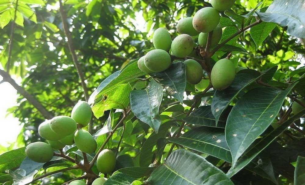 Cà na giúp ngăn ngừa bệnh tiểu đường