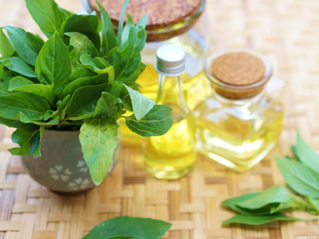 Cách sử dụng lá húng quế  