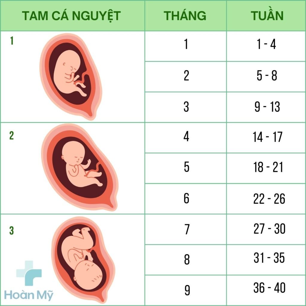 Biểu đồ tính tuổi theo theo tháng và theo tuần