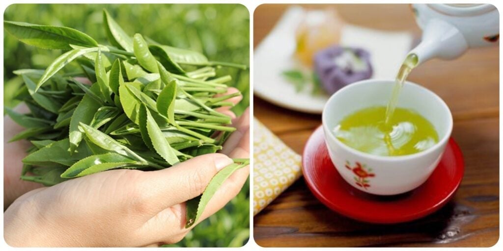 Cách uống trà xanh tươi đúng cách 