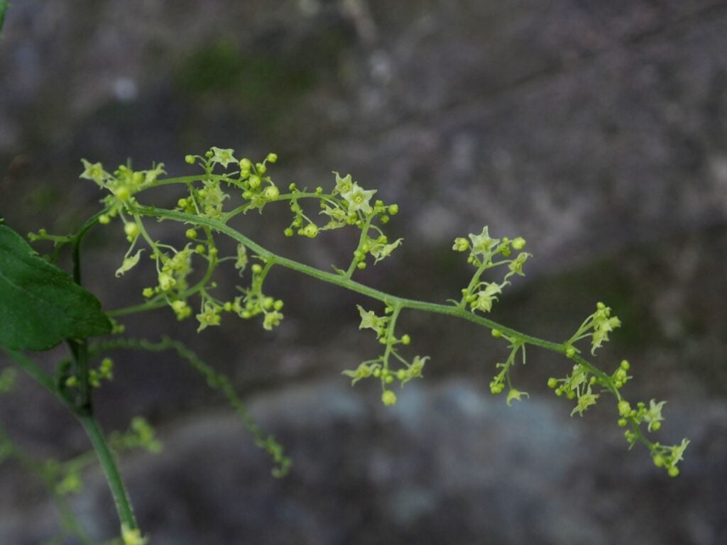 Hình ảnh cây giảo cổ lam đang ra hoa 