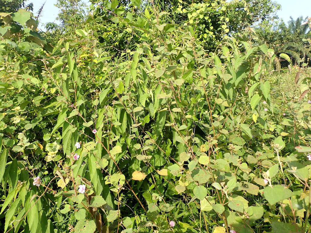 Cây an xoa mọc nhiều ở các nước Nam Trung Quốc và các nước Nam Châu Á