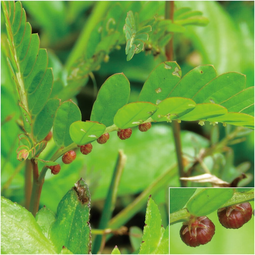 Tổng quan về cây chó đẻ