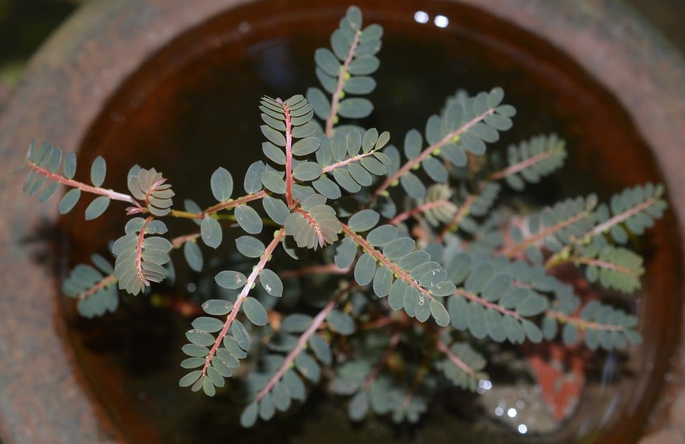 Công dụng của cây chó đẻ trong điều trị bệnh