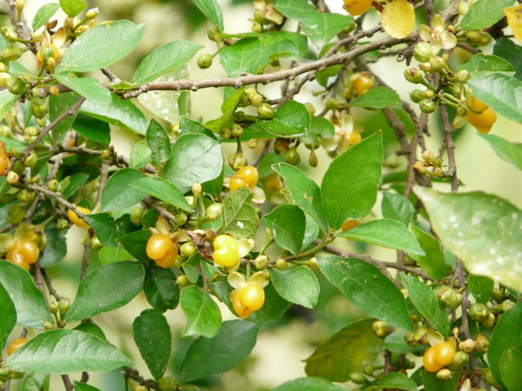 Quả duối nhỏ, hình cầu, khi chín có màu vàng