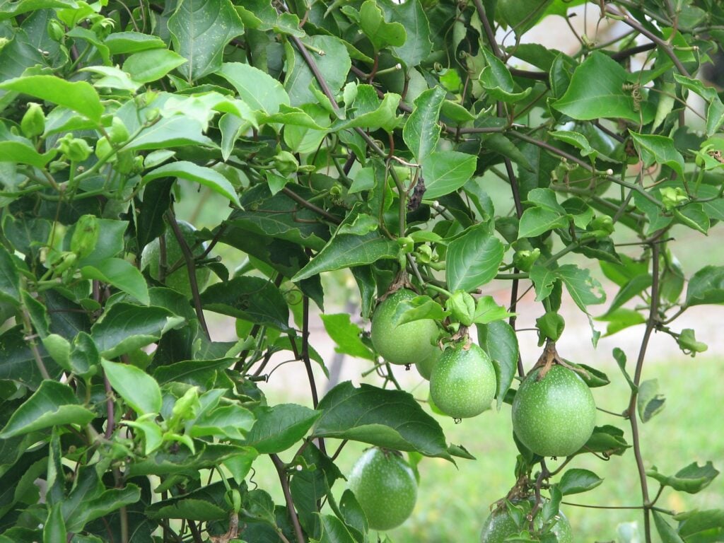 Những tác dụng của cây lạc tiên trong điều trị bệnh