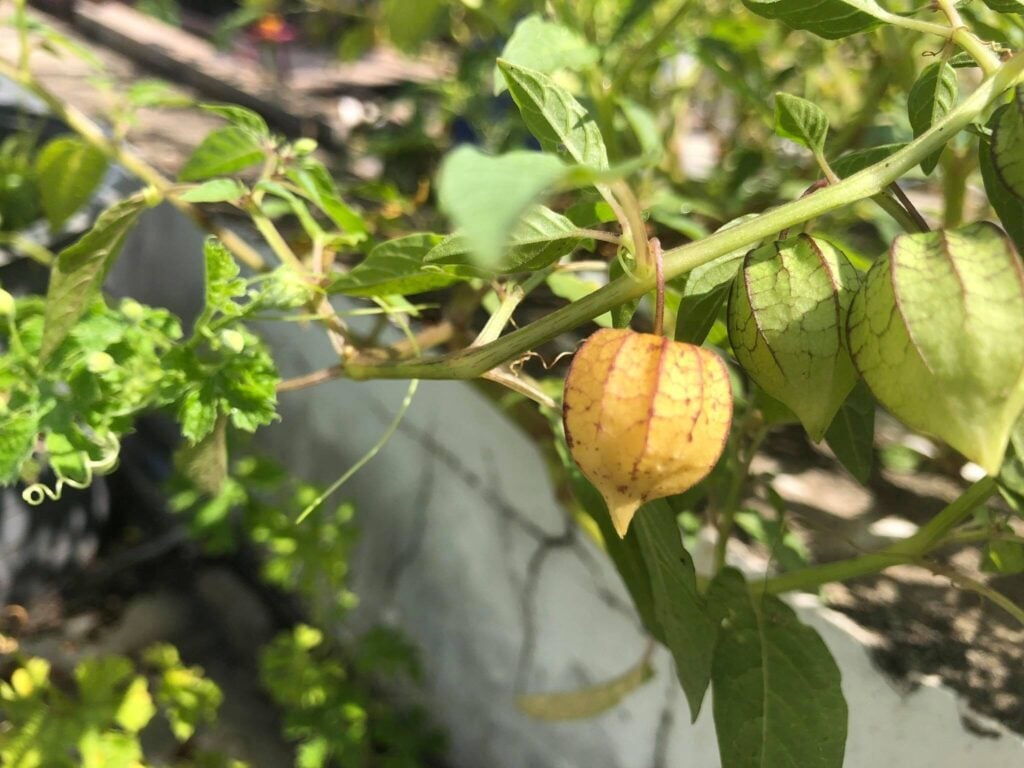 Tầm bóp hỗ trợ điều trị các loại ung thư như ung thư phổi, ung thư dạ dày, ung thư đại tràng hay vòm miệng