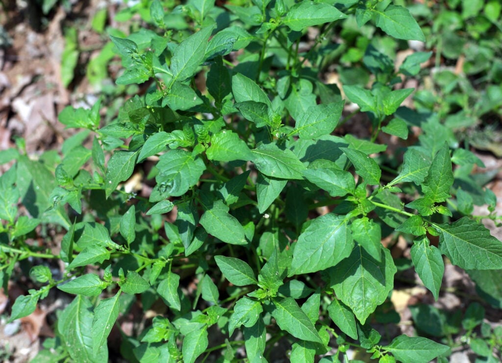 Tầm bóp chứa vitamin C giúp hỗ trợ điều trị đái tháo đường, sỏi tiết niệu