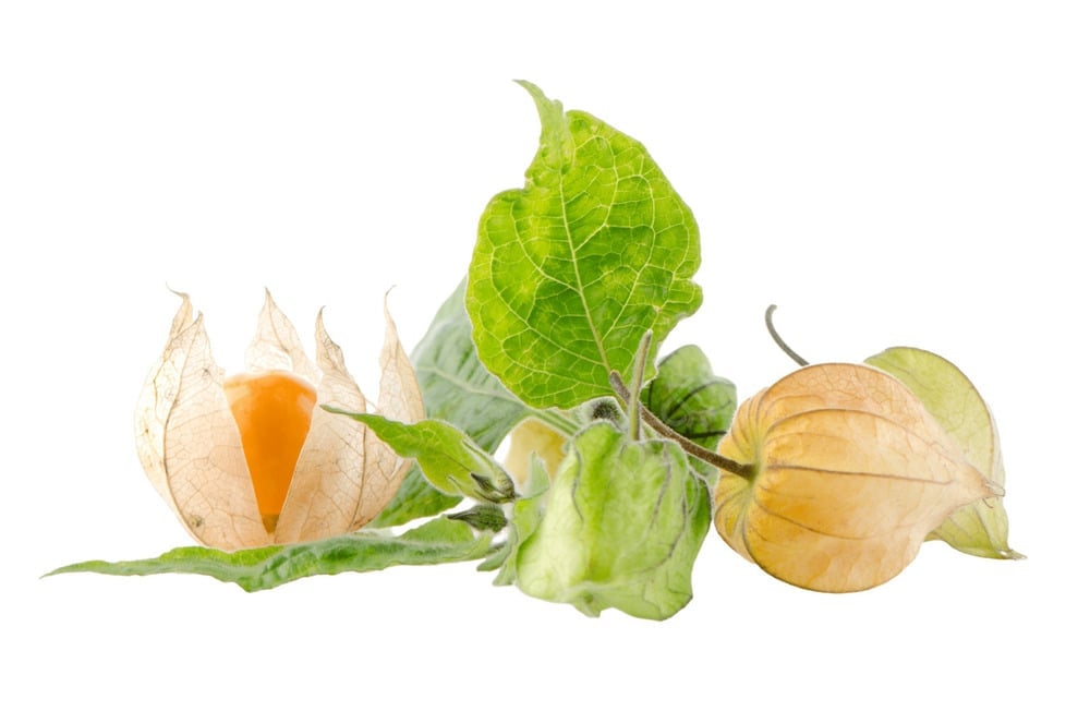 Tất cả các bộ phận của cây thù lù đều có thể dùng làm thuốc chữa bệnh