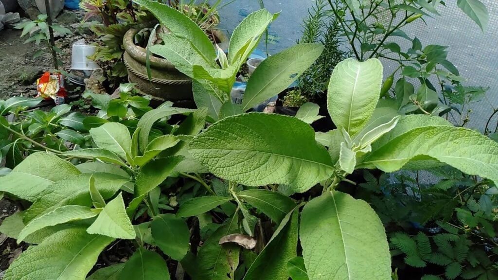 Cây từ bi chỉ nên được xem là phương thức hỗ trợ một phần khắc phục sỏi thận 