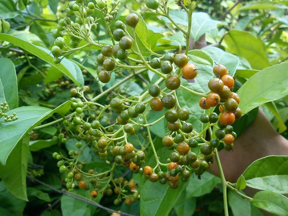 Những lợi ích sức khỏe khi sử dụng cây xạ đen