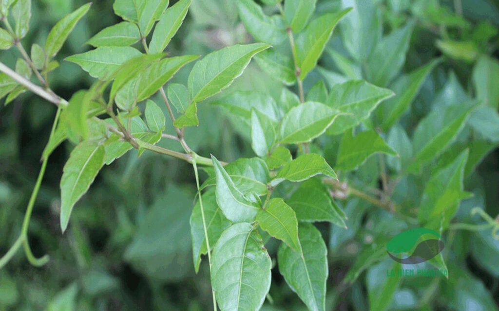 Cây chè dây còn có tên gọi khác là bạch kiểm, trà dây