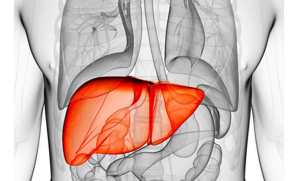 Men gan là một enzyme chuyển hóa và thải độc của cơ thể