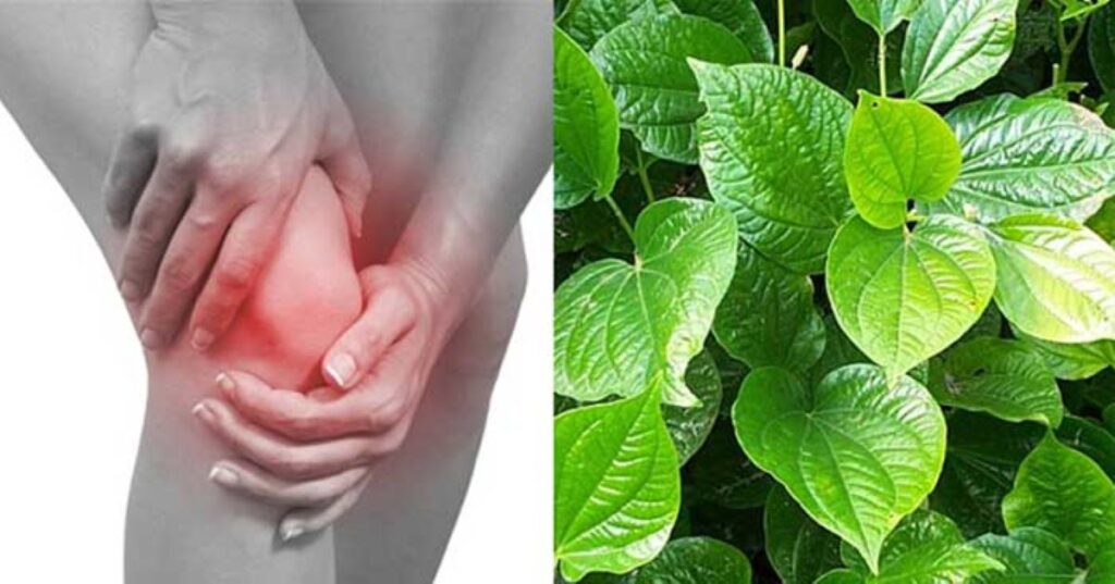 Bầu bát giúp hỗ trợ làm giảm các triệu chứng sưng đau ở đầu gối 