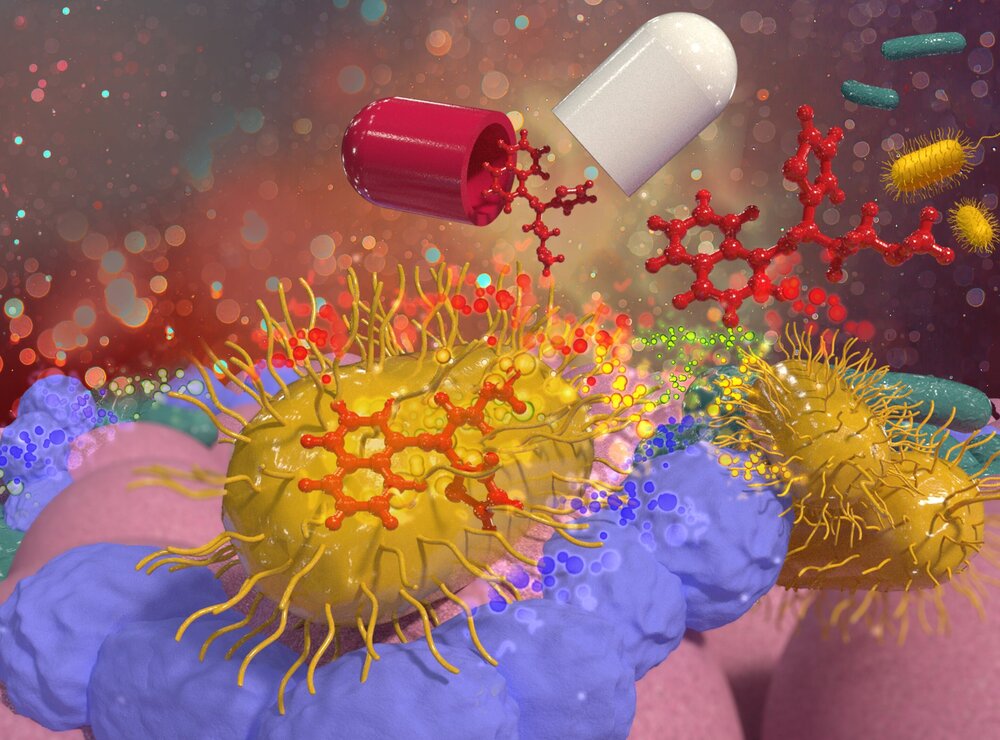 Có tác dụng điều trị nhiễm trùng do vi khuẩn