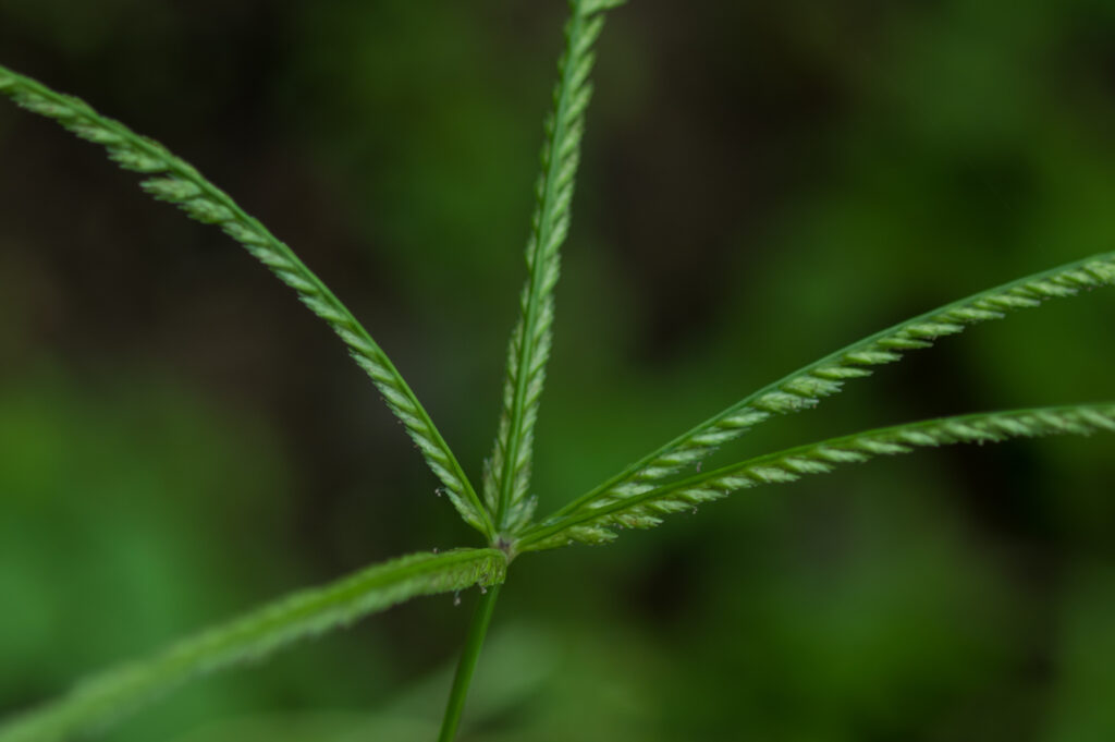 Thành phần C - glycosylflavones trong cỏ mần thầu có tác dụng chống viêm, hạ sốt