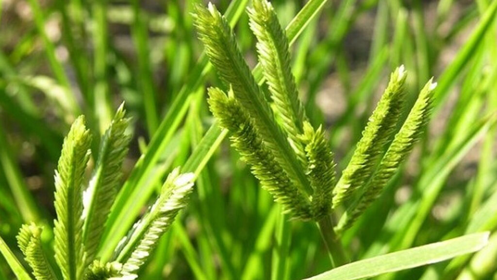 Cỏ mần trầu giúp giảm đáng kể nồng độ cholesterol toàn phần