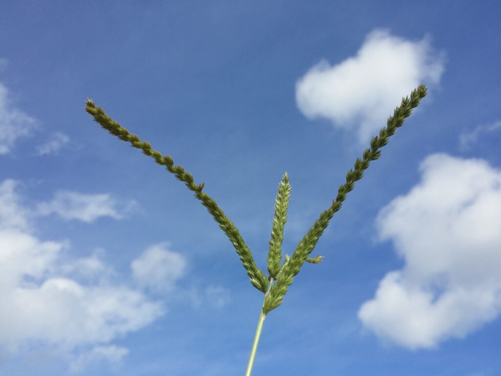 Cỏ mần trầu giúp kiểm soát được các chỉ số urea, creatinine, ion Na+ và ion K+