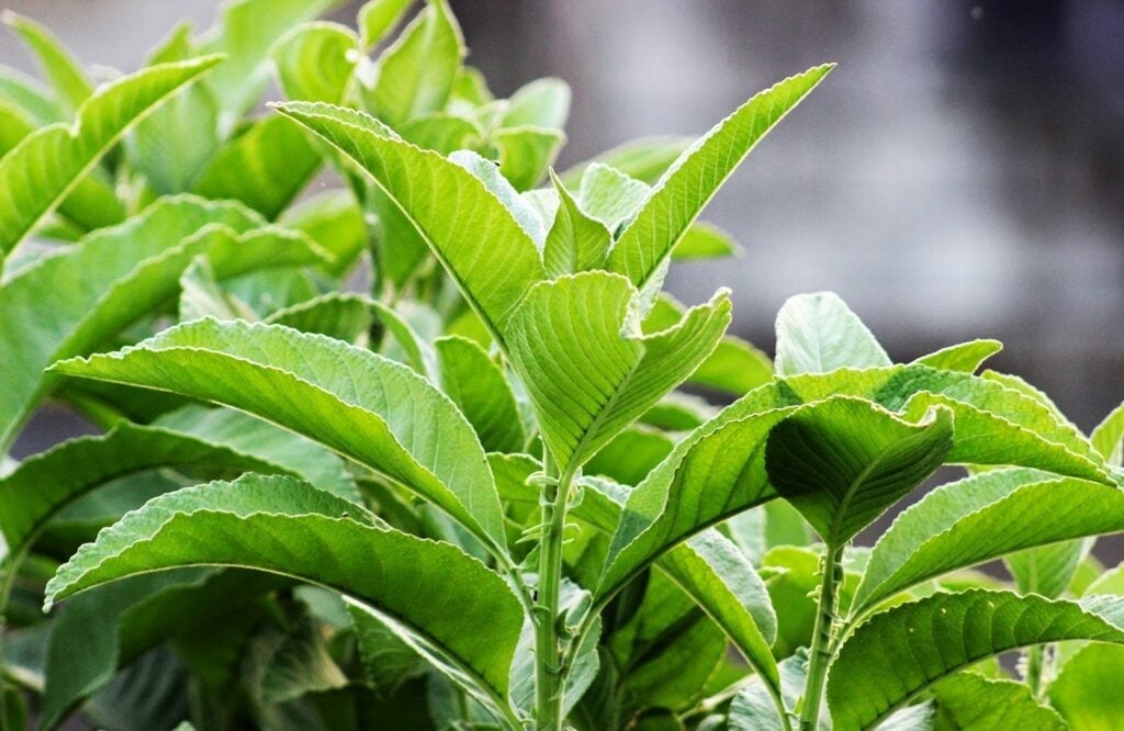 Cây từ bi có nhiều công dụng trong Y học hiện đại 