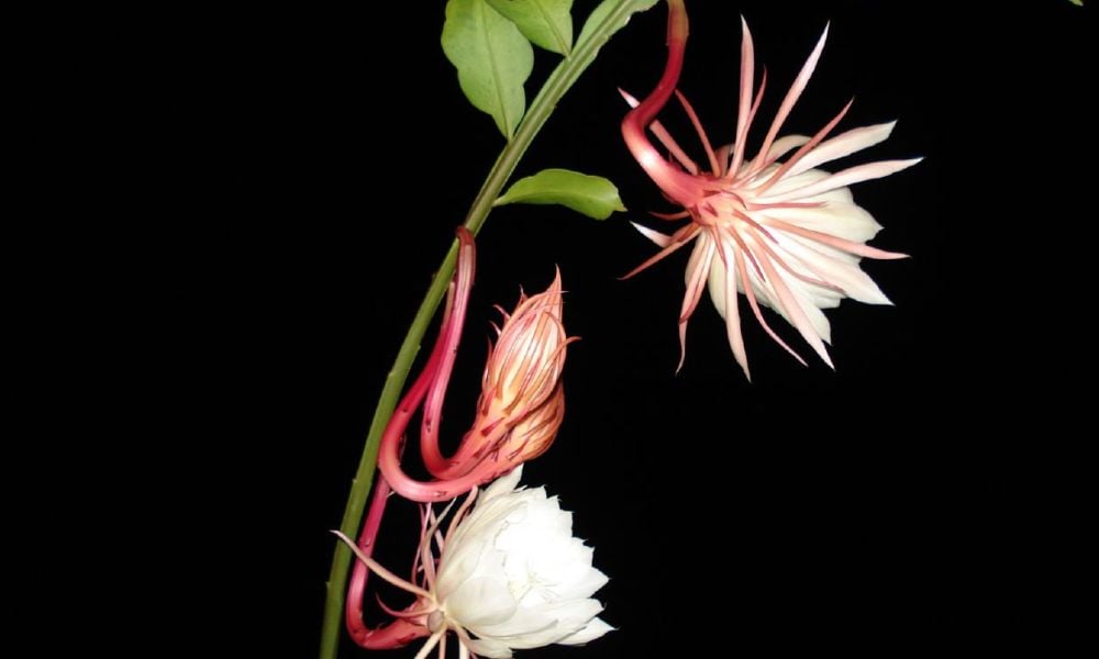 Các bài thuốc hay từ hoa Quỳnh