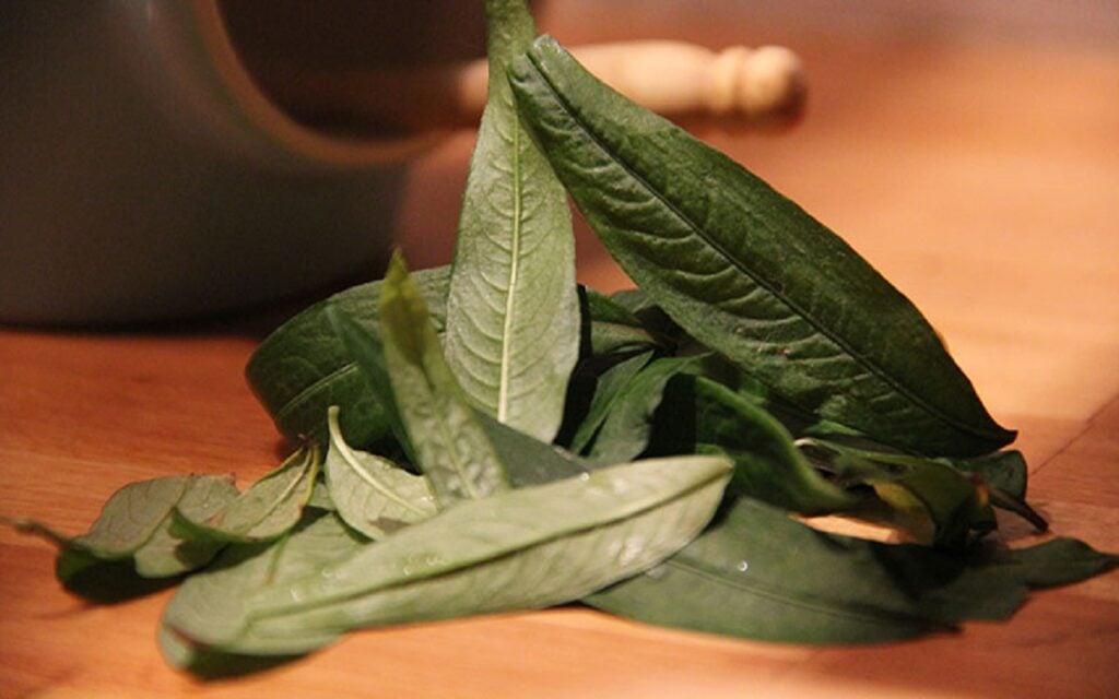 Nước cốt rau răm giúp trị gàu hiệu quả 