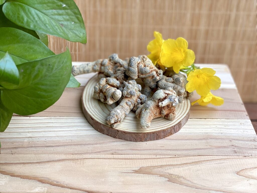 Củ tam thất là gì