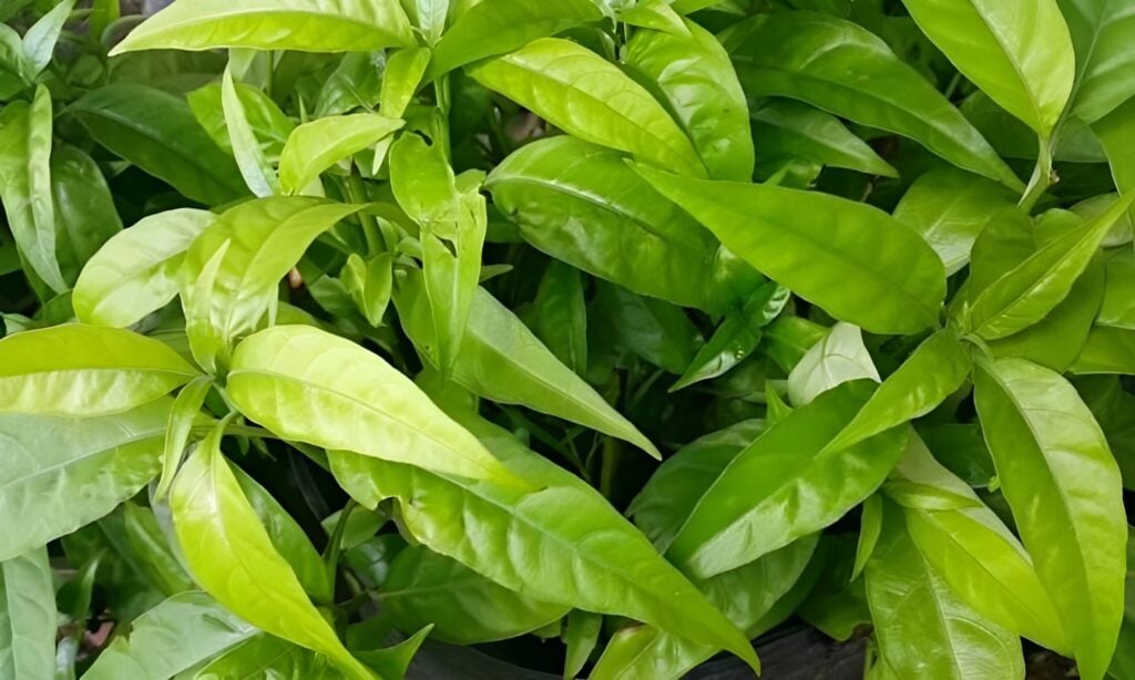 Đặc điểm của cây xương khỉ