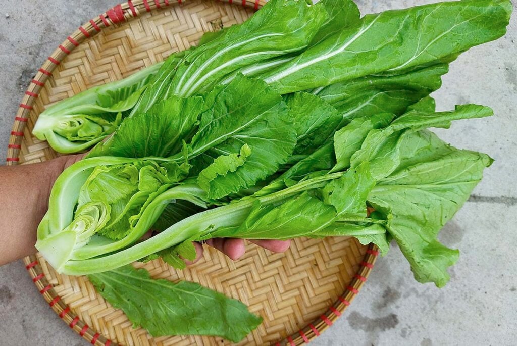 Cải bẹ xanh có nhiều tên gọi như cải đắng, cải xanh, cải cay