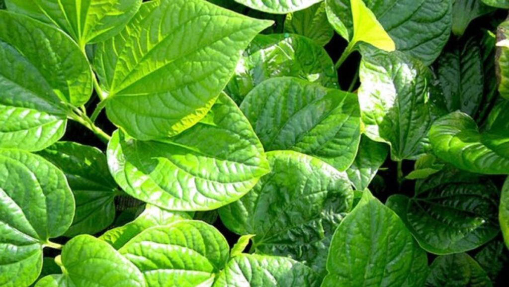 Lá lốt có mùi thơm đặc biệt với các đặc điểm nhận dạng 