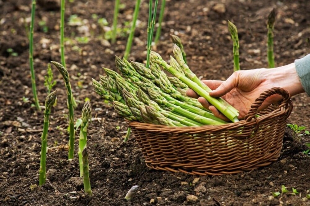 Đặc điểm của cây măng tây