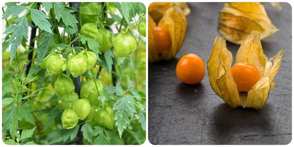 Qủa tầm bóp có đặc điểm là cỏ mọng, hình tròn và bề mặt nhẵn