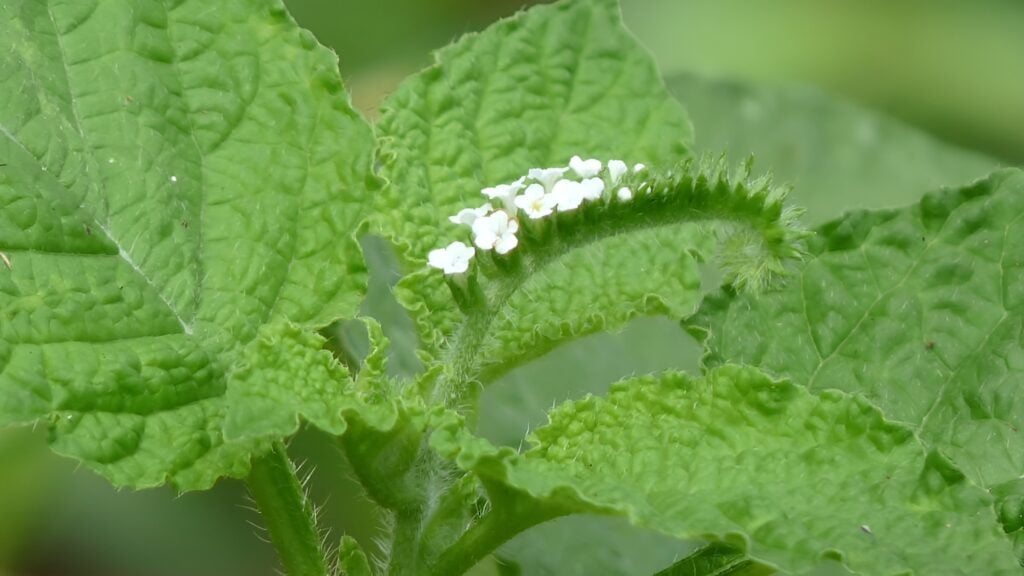 Thành phần dược liệu của vòi voi