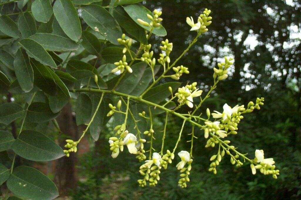 Hoa hòe được trồng phổ biến để chữa bệnh 