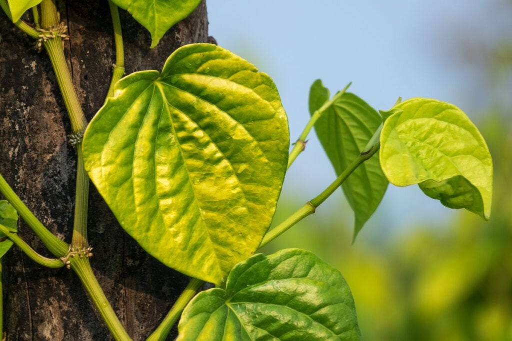 Lá trầu không: Tác dụng chữa bệnh từ loại dược liệu dân gian