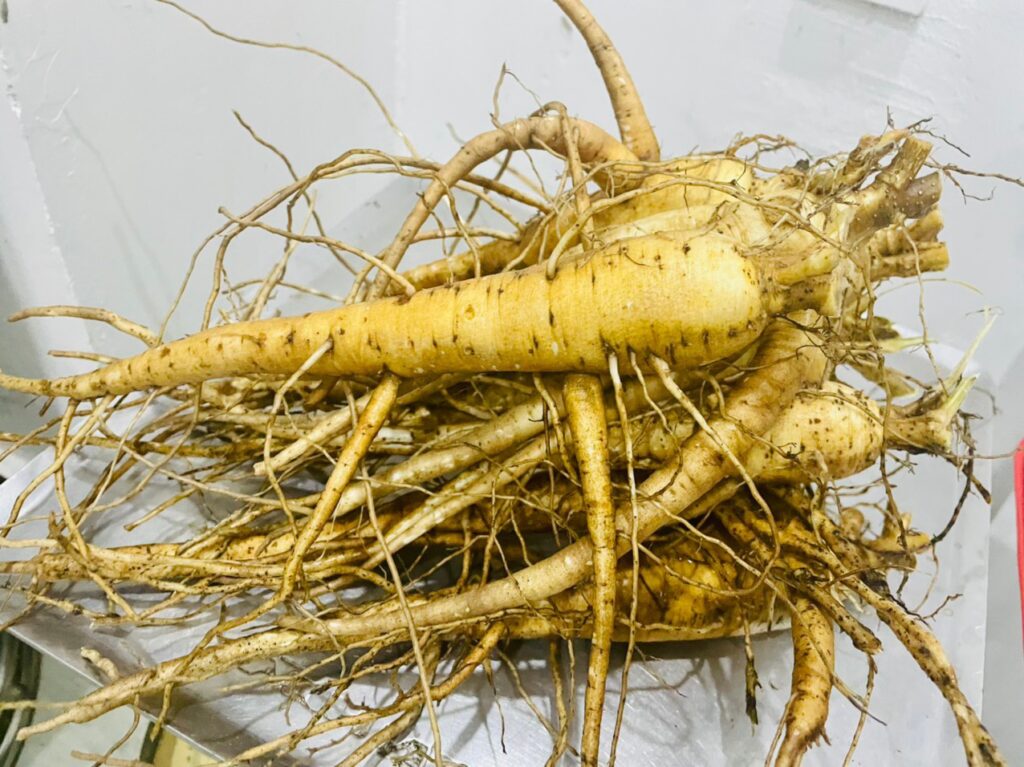 Đặc điểm của loại sâm này 