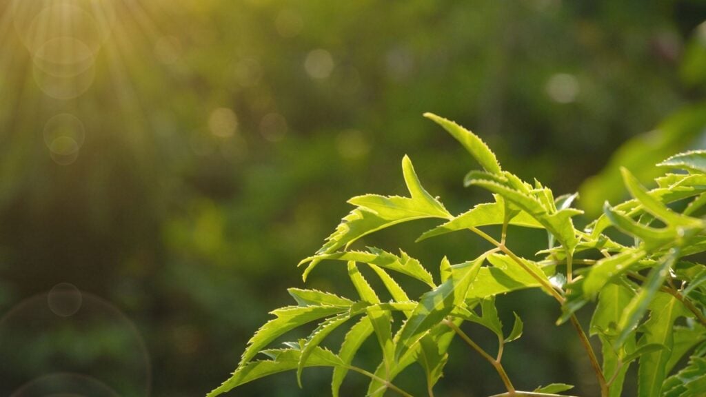 Đặc điểm của lá đinh lăng 