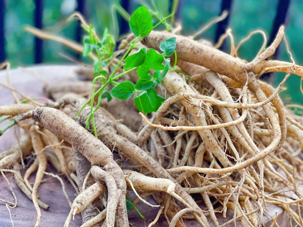 Đẳng sâm còn được biết đến với tên gọi khác là Đảng sâm bắc