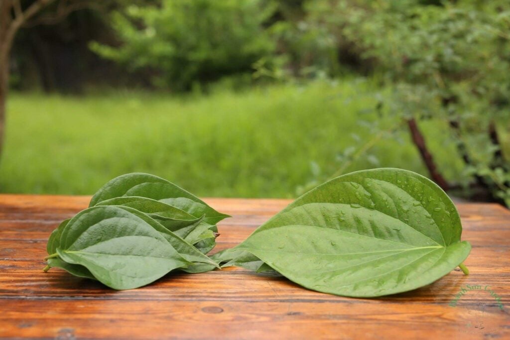 Lá trầu không chữa bệnh răng miệng