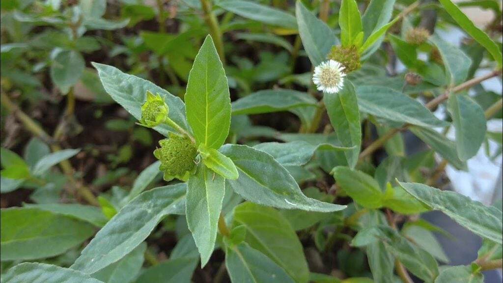 Cỏ mực nên được sử dụng đúng liều lượng 