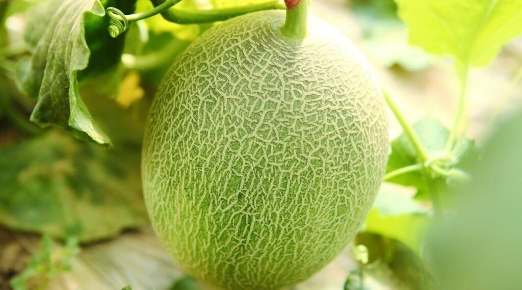 Dưa lưới giúp điều trị các vấn đề về kinh nguyệt hiệu quả