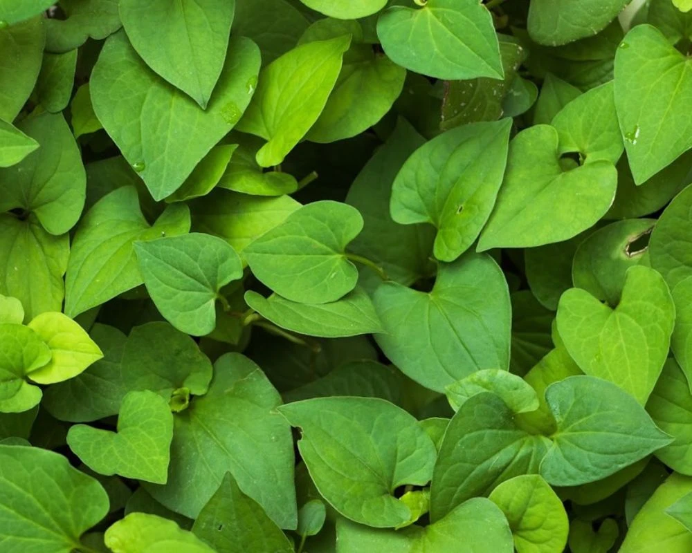 Sử dụng lá diếp cá để trị ho