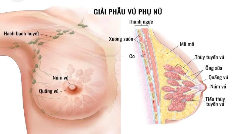Hình giải phẫu vú phụ nữ