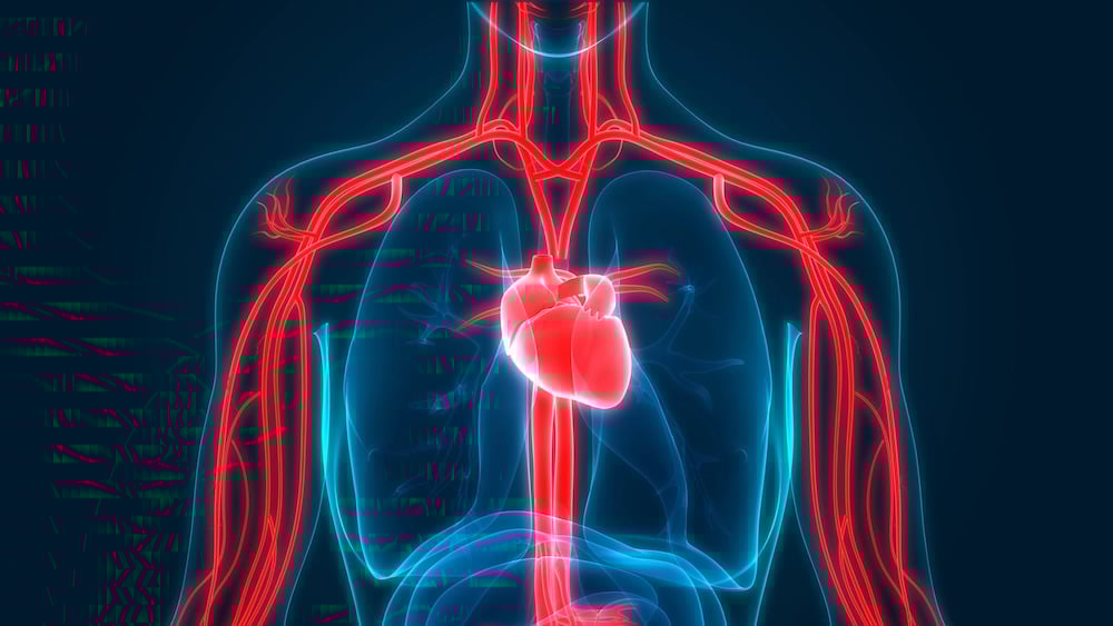 Sâm tố nữ giúp ích cho sức khỏe tim mạch 