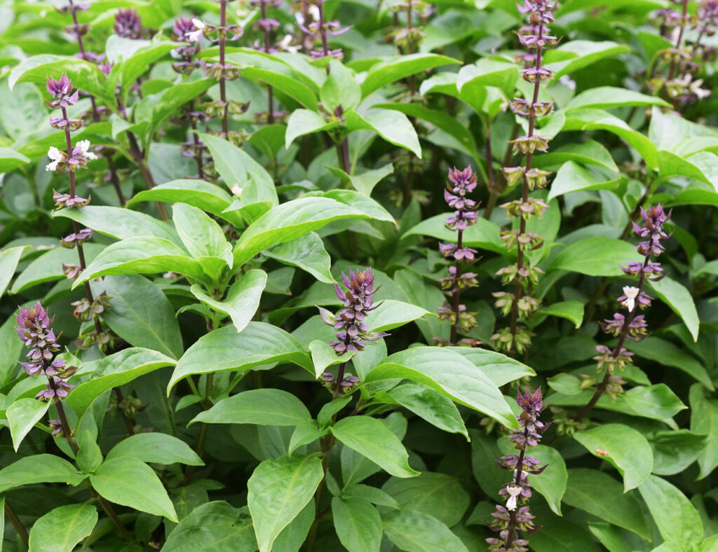 Húng quế là loại thảo dược thuộc họ hoa môi Lamiaceae và có tên khoa học Ocimum basilicum 