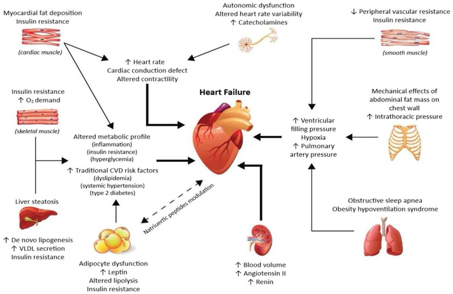 Các hệ quả trên dẫn đến hậu quả cuối cùng là suy tim (Nguồn: Internet)