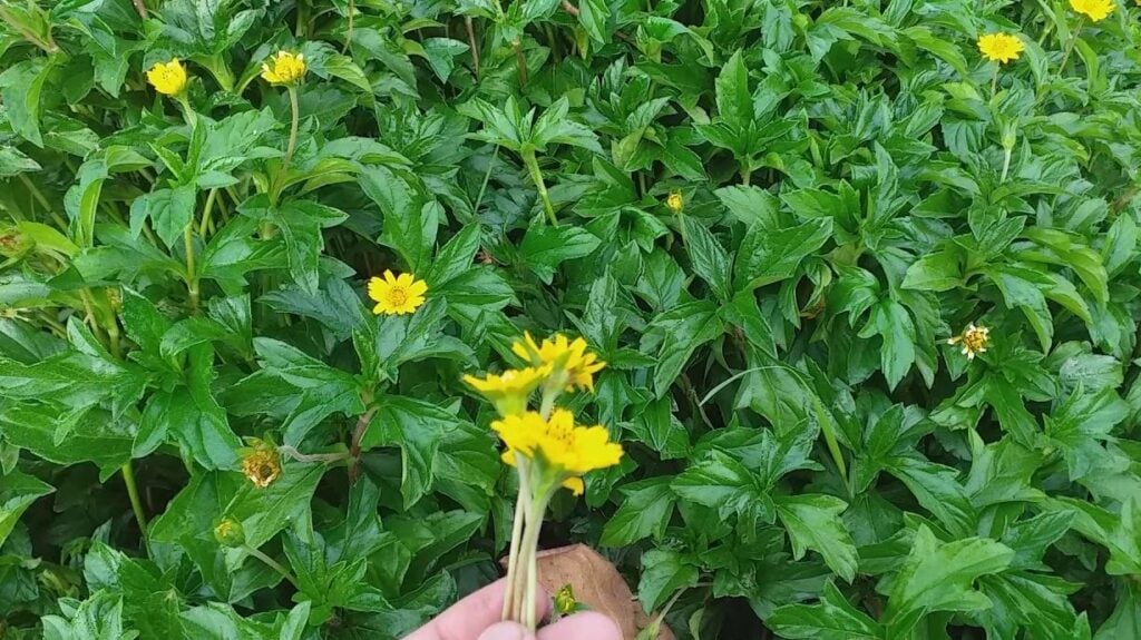 Sài đất còn gây ấn tượng với khả năng điều trị được bệnh truyền nhiễm cho vi khuẩn