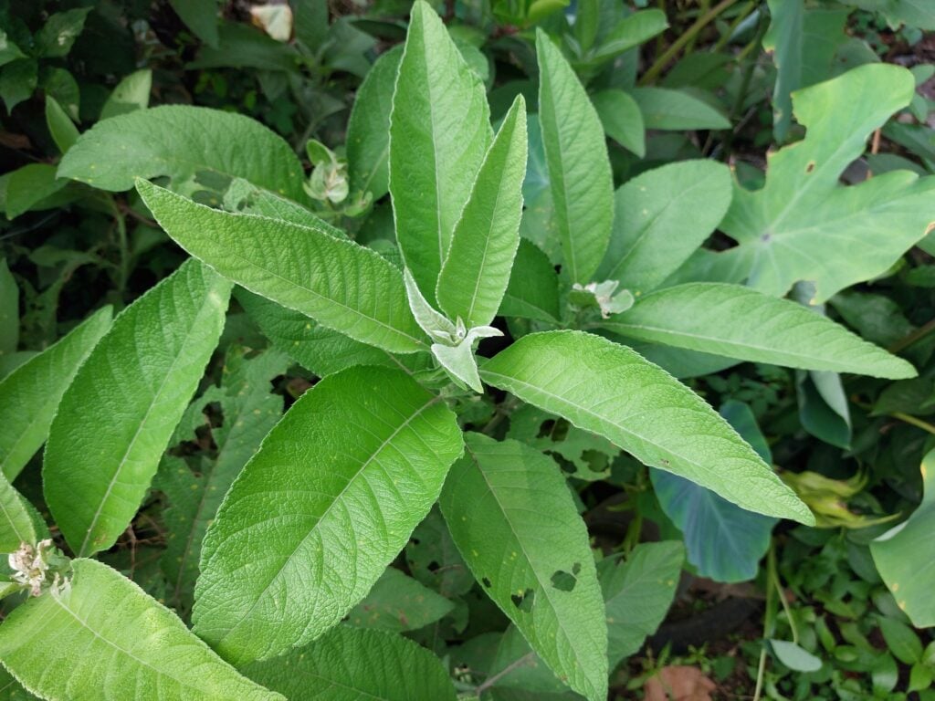 Cây từ bi có lá màu xanh đậm, sờ vào có cảm giác mềm mại 