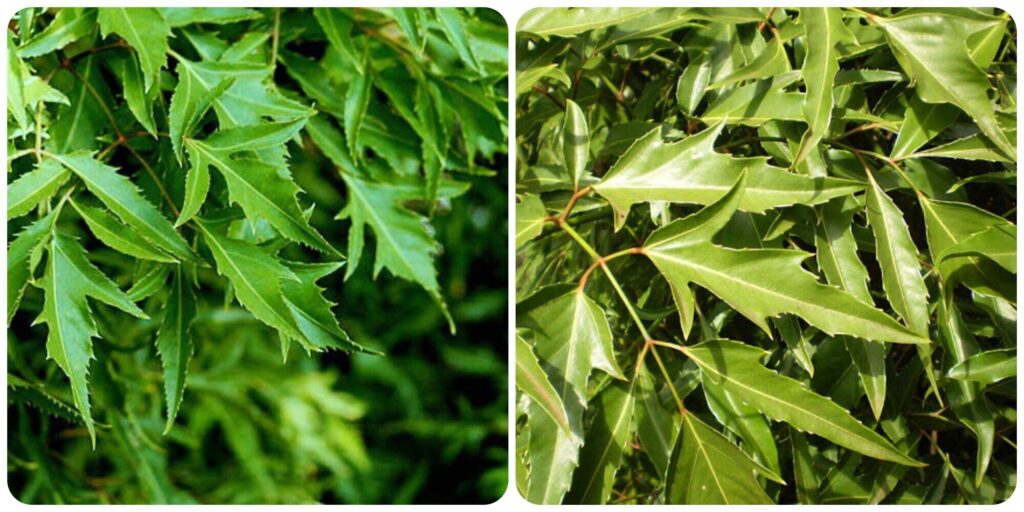 Tác dụng của lá đinh lăng