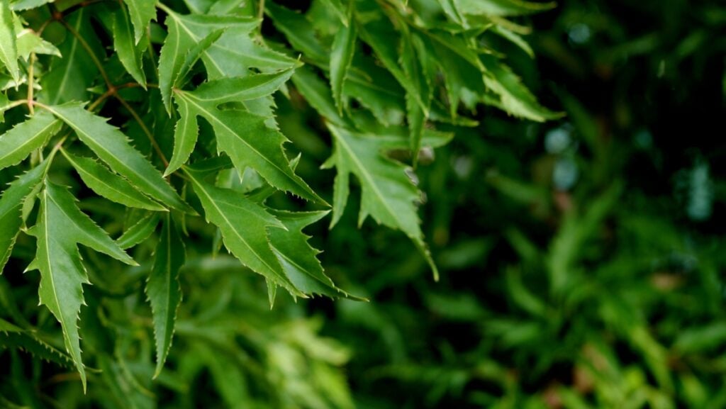 Dùng lá đinh lăng trị ho